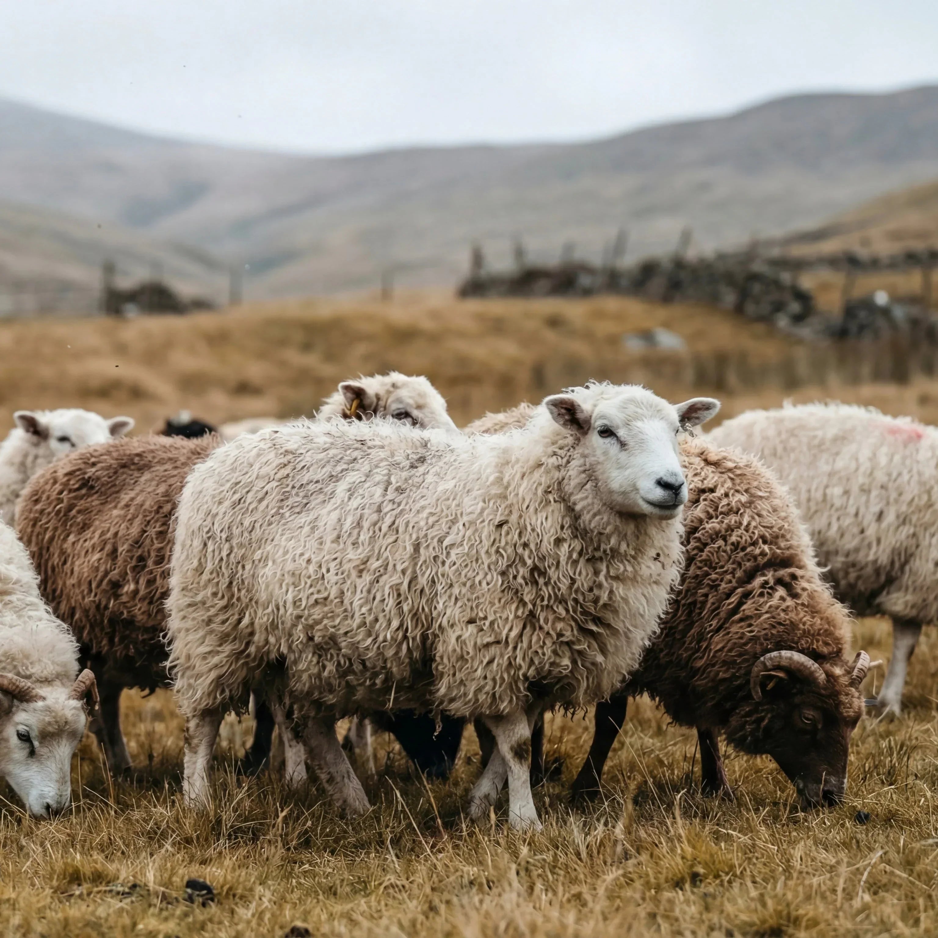 VELARO MERINO®